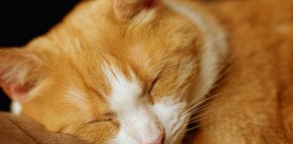 Šta vam vaša mačka zaista želi poručiti kad vam legne na prsa? Šta vam vaša mačka zaista želi poručiti kad vam legne na prsa? - featured image