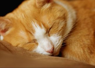 Šta vam vaša mačka zaista želi poručiti kad vam legne na prsa? Šta vam vaša mačka zaista želi poručiti kad vam legne na prsa? - featured image