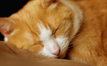 Šta vam vaša mačka zaista želi poručiti kad vam legne na prsa? Šta vam vaša mačka zaista želi poručiti kad vam legne na prsa? - featured image