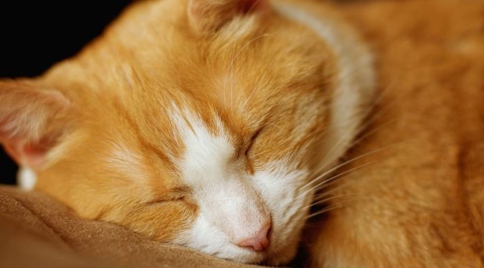 Šta vam vaša mačka zaista želi poručiti kad vam legne na prsa? Šta vam vaša mačka zaista želi poručiti kad vam legne na prsa? - featured image