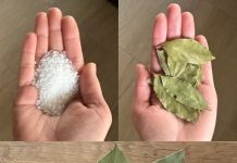 Moja baka uvijek stavlja lovorov list u so. Kada sam saznala zašto je to radila, bila sam iznenađena, jer nikad nisam vidjela ništa slično Moja baka uvijek stavlja lovorov list u so. Kada sam saznala zašto je to radila, bila sam iznenađena, jer nikad nisam vidjela ništa slično - featured image