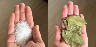 Moja baka uvijek stavlja lovorov list u so. Kada sam saznala zašto je to radila, bila sam iznenađena, jer nikad nisam vidjela ništa slično Moja baka uvijek stavlja lovorov list u so. Kada sam saznala zašto je to radila, bila sam iznenađena, jer nikad nisam vidjela ništa slično - featured image