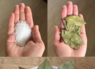 Moja baka uvijek stavlja lovorov list u so. Kada sam saznala zašto je to radila, bila sam iznenađena, jer nikad nisam vidjela ništa slično Moja baka uvijek stavlja lovorov list u so. Kada sam saznala zašto je to radila, bila sam iznenađena, jer nikad nisam vidjela ništa slično - featured image