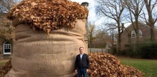 NIKAD ne bacaj jesensko lišće! Vrijedi više od zlata… NIKAD ne bacaj jesensko lišće! Vrijedi više od zlata… - featured image