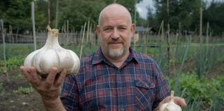 NIKAD ne sadite češnjak u jesen ako OVO niste znali! Bit će ogroman… NIKAD ne sadite češnjak u jesen ako OVO niste znali! Bit će ogroman… - featured image