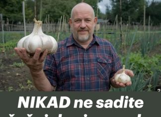 NIKAD ne sadite češnjak u jesen ako OVO niste znali! Bit će ogroman… NIKAD ne sadite češnjak u jesen ako OVO niste znali! Bit će ogroman… - featured image