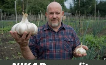 NIKAD ne sadite češnjak u jesen ako OVO niste znali! Bit će ogroman… NIKAD ne sadite češnjak u jesen ako OVO niste znali! Bit će ogroman… - featured image