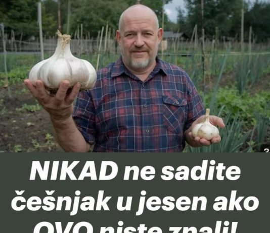 NIKAD ne sadite češnjak u jesen ako OVO niste znali! Bit će ogroman… NIKAD ne sadite češnjak u jesen ako OVO niste znali! Bit će ogroman… - featured image