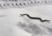 ZMIJE ISPUZALE USRED ZIME Narod veruje da ovo nije dobar znak ZMIJE ISPUZALE USRED ZIME Narod veruje da ovo nije dobar znak - featured image