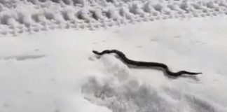 ZMIJE ISPUZALE USRED ZIME Narod veruje da ovo nije dobar znak ZMIJE ISPUZALE USRED ZIME Narod veruje da ovo nije dobar znak - featured image