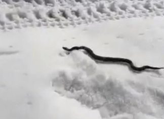 ZMIJE ISPUZALE USRED ZIME Narod veruje da ovo nije dobar znak ZMIJE ISPUZALE USRED ZIME Narod veruje da ovo nije dobar znak - featured image