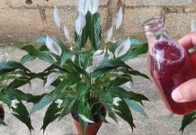 Samo ga sipajte u saksiju i cvijet cvjeta skoro NON-STOP: Nema bolesti, imamo 5 puta više lijepih listova i cvjetova! Samo ga sipajte u saksiju i cvijet cvjeta skoro NON-STOP: Nema bolesti, imamo 5 puta više lijepih listova i cvjetova! - featured image