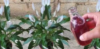 Samo ga sipajte u saksiju i cvijet cvjeta skoro NON-STOP: Nema bolesti, imamo 5 puta više lijepih listova i cvjetova! Samo ga sipajte u saksiju i cvijet cvjeta skoro NON-STOP: Nema bolesti, imamo 5 puta više lijepih listova i cvjetova! - featured image