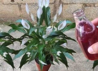 Samo ga sipajte u saksiju i cvijet cvjeta skoro NON-STOP: Nema bolesti, imamo 5 puta više lijepih listova i cvjetova! Samo ga sipajte u saksiju i cvijet cvjeta skoro NON-STOP: Nema bolesti, imamo 5 puta više lijepih listova i cvjetova! - featured image