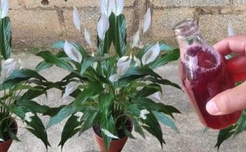 Samo ga sipajte u saksiju i cvijet cvjeta skoro NON-STOP: Nema bolesti, imamo 5 puta više lijepih listova i cvjetova! Samo ga sipajte u saksiju i cvijet cvjeta skoro NON-STOP: Nema bolesti, imamo 5 puta više lijepih listova i cvjetova! - featured image