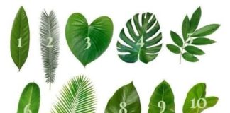 Zamislite želju i odaberite jedan list sa ove slike: EVO DA LI ĆE VAM SE ŽELJA OSTVARITI