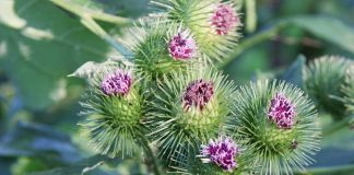 Čičak korišten ovako je lijek za krvne sudove, reumu, rane, živce, stolicu Čičak korišten ovako je lijek za krvne sudove, reumu, rane, živce, stolicu - featured image