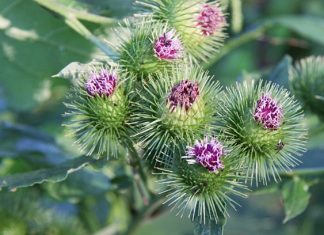 Čičak korišten ovako je lijek za krvne sudove, reumu, rane, živce, stolicu Čičak korišten ovako je lijek za krvne sudove, reumu, rane, živce, stolicu - featured image