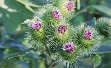 Čičak korišten ovako je lijek za krvne sudove, reumu, rane, živce, stolicu Čičak korišten ovako je lijek za krvne sudove, reumu, rane, živce, stolicu - featured image