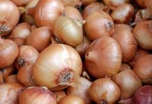 Može izazvati trovanje: Ako ovo primjetite na luku, obavezno ga bacite Može izazvati trovanje: Ako ovo primjetite na luku, obavezno ga bacite - featured image