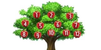 Drvo želja: Odaberite jabuku i otkrijte šta vaša želja govori o vama Drvo želja: Odaberite jabuku i otkrijte šta vaša želja govori o vama - featured image