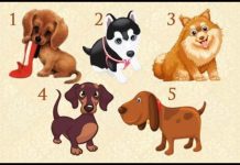 Samo zamislite želju i odaberite psa! Saznaćete hoće li se ova vaša želja ostvariti Samo zamislite želju i odaberite psa! Saznaćete hoće li se ova vaša želja ostvariti - featured image