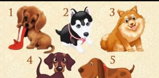 Samo zamislite želju i odaberite psa! Saznaćete hoće li se ova vaša želja ostvariti Samo zamislite želju i odaberite psa! Saznaćete hoće li se ova vaša želja ostvariti - featured image