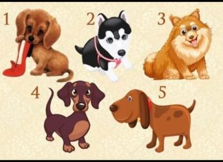 Samo zamislite želju i odaberite psa! Saznaćete hoće li se ova vaša želja ostvariti Samo zamislite želju i odaberite psa! Saznaćete hoće li se ova vaša želja ostvariti - featured image