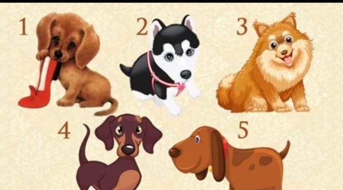 Samo zamislite želju i odaberite psa! Saznaćete hoće li se ova vaša želja ostvariti Samo zamislite želju i odaberite psa! Saznaćete hoće li se ova vaša želja ostvariti - featured image