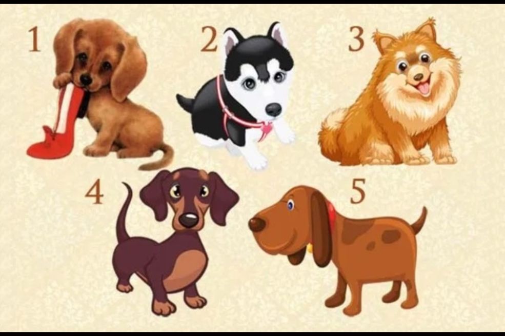 Samo zamislite želju i odaberite psa! Saznaćete hoće li se ova vaša želja ostvariti - featured image Samo zamislite želju i odaberite psa! Saznaćete hoće li se ova vaša želja ostvariti - featured image