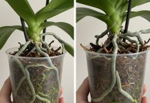 Samo voda nije dovoljna: Dodajte ovo u saksiju i orhideje će bujati kao lude Samo voda nije dovoljna: Dodajte ovo u saksiju i orhideje će bujati kao lude - featured image