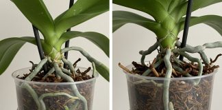 Samo voda nije dovoljna: Dodajte ovo u saksiju i orhideje će bujati kao lude Samo voda nije dovoljna: Dodajte ovo u saksiju i orhideje će bujati kao lude - featured image