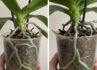 Samo voda nije dovoljna: Dodajte ovo u saksiju i orhideje će bujati kao lude Samo voda nije dovoljna: Dodajte ovo u saksiju i orhideje će bujati kao lude - featured image