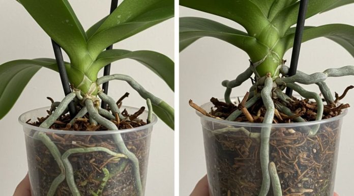 Samo voda nije dovoljna: Dodajte ovo u saksiju i orhideje će bujati kao lude Samo voda nije dovoljna: Dodajte ovo u saksiju i orhideje će bujati kao lude - featured image