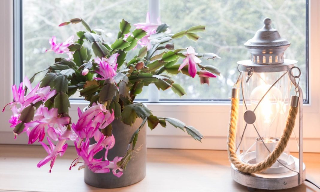 Ako nikako ne možete natjerati svoj božićni kaktus da procvjeta, ovo vrijedi isprobati - featured image