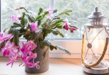 Ako nikako ne možete natjerati svoj božićni kaktus da procvjeta, ovo vrijedi isprobati Ako nikako ne možete natjerati svoj božićni kaktus da procvjeta, ovo vrijedi isprobati - featured image