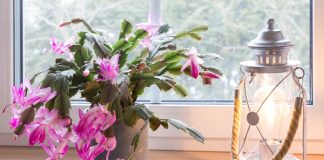 Ako nikako ne možete natjerati svoj božićni kaktus da procvjeta, ovo vrijedi isprobati Ako nikako ne možete natjerati svoj božićni kaktus da procvjeta, ovo vrijedi isprobati - featured image