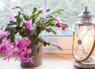 Ako nikako ne možete natjerati svoj božićni kaktus da procvjeta, ovo vrijedi isprobati Ako nikako ne možete natjerati svoj božićni kaktus da procvjeta, ovo vrijedi isprobati - featured image