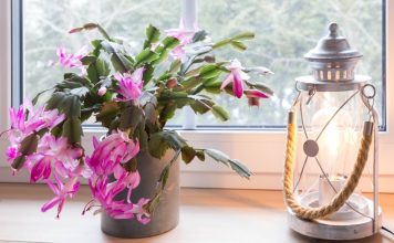 Ako nikako ne možete natjerati svoj božićni kaktus da procvjeta, ovo vrijedi isprobati Ako nikako ne možete natjerati svoj božićni kaktus da procvjeta, ovo vrijedi isprobati - featured image