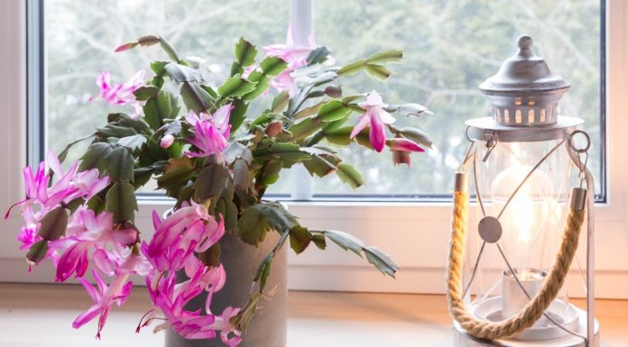 Ako nikako ne možete natjerati svoj božićni kaktus da procvjeta, ovo vrijedi isprobati Ako nikako ne možete natjerati svoj božićni kaktus da procvjeta, ovo vrijedi isprobati - featured image