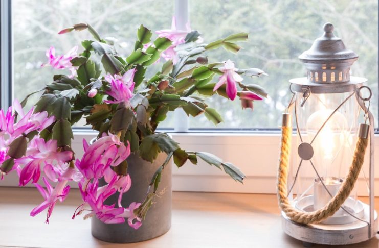 Ako nikako ne možete natjerati svoj božićni kaktus da procvjeta, ovo vrijedi isprobati Ako nikako ne možete natjerati svoj božićni kaktus da procvjeta, ovo vrijedi isprobati - featured image