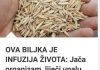 OVA BILJKA JE INFUZIJA ŽIVOTA: Jača Organizam, Liječi Upalu Pluća, Podstiče Čišćenje Tijela Od Toksina I Sluzi! OVA BILJKA JE INFUZIJA ŽIVOTA: Jača Organizam, Liječi Upalu Pluća, Podstiče Čišćenje Tijela Od Toksina I Sluzi! - featured image