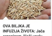 OVA BILJKA JE INFUZIJA ŽIVOTA: Jača Organizam, Liječi Upalu Pluća, Podstiče Čišćenje Tijela Od Toksina I Sluzi! OVA BILJKA JE INFUZIJA ŽIVOTA: Jača Organizam, Liječi Upalu Pluća, Podstiče Čišćenje Tijela Od Toksina I Sluzi! - featured image