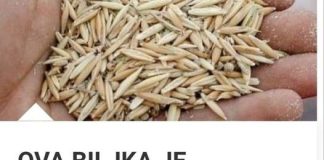 OVA BILJKA JE INFUZIJA ŽIVOTA: Jača Organizam, Liječi Upalu Pluća, Podstiče Čišćenje Tijela Od Toksina I Sluzi! OVA BILJKA JE INFUZIJA ŽIVOTA: Jača Organizam, Liječi Upalu Pluća, Podstiče Čišćenje Tijela Od Toksina I Sluzi! - featured image