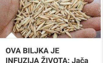 OVA BILJKA JE INFUZIJA ŽIVOTA: Jača Organizam, Liječi Upalu Pluća, Podstiče Čišćenje Tijela Od Toksina I Sluzi! OVA BILJKA JE INFUZIJA ŽIVOTA: Jača Organizam, Liječi Upalu Pluća, Podstiče Čišćenje Tijela Od Toksina I Sluzi! - featured image