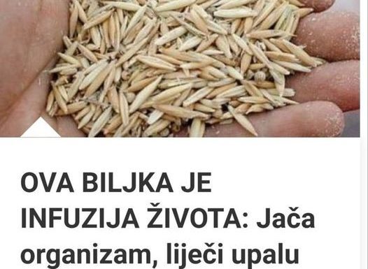 OVA BILJKA JE INFUZIJA ŽIVOTA: Jača Organizam, Liječi Upalu Pluća, Podstiče Čišćenje Tijela Od Toksina I Sluzi! OVA BILJKA JE INFUZIJA ŽIVOTA: Jača Organizam, Liječi Upalu Pluća, Podstiče Čišćenje Tijela Od Toksina I Sluzi! - featured image