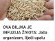 OVA BILJKA JE INFUZIJA ŽIVOTA: Jača Organizam, Liječi Upalu Pluća, Podstiče Čišćenje Tijela Od Toksina I Sluzi! OVA BILJKA JE INFUZIJA ŽIVOTA: Jača Organizam, Liječi Upalu Pluća, Podstiče Čišćenje Tijela Od Toksina I Sluzi! - featured image