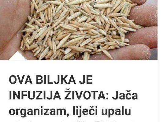 OVA BILJKA JE INFUZIJA ŽIVOTA: Jača Organizam, Liječi Upalu Pluća, Podstiče Čišćenje Tijela Od Toksina I Sluzi! - featured image OVA BILJKA JE INFUZIJA ŽIVOTA: Jača Organizam, Liječi Upalu Pluća, Podstiče Čišćenje Tijela Od Toksina I Sluzi! - featured image