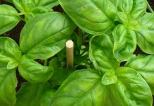 OBARA ŠEĆER KAO LUD I LIJEČI OD INFEKCIJA: Zovu ga kraljem biljaka, a evo kakve sve blagodati ima OBARA ŠEĆER KAO LUD I LIJEČI OD INFEKCIJA: Zovu ga kraljem biljaka, a evo kakve sve blagodati ima - featured image