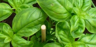 OBARA ŠEĆER KAO LUD I LIJEČI OD INFEKCIJA: Zovu ga kraljem biljaka, a evo kakve sve blagodati ima OBARA ŠEĆER KAO LUD I LIJEČI OD INFEKCIJA: Zovu ga kraljem biljaka, a evo kakve sve blagodati ima - featured image